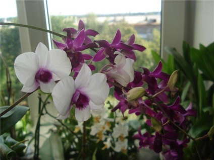 Care Dendrobium orchidea termesztés, a kiültetés és öntözés