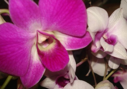Care Dendrobium orchidea termesztés, a kiültetés és öntözés
