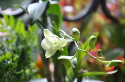 Care Dendrobium orchidea termesztés, a kiültetés és öntözés