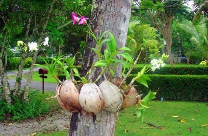 Care Dendrobium orchidea termesztés, a kiültetés és öntözés