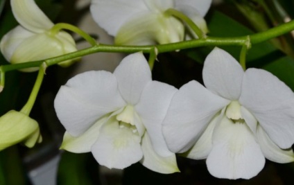 Care Dendrobium orchidea termesztés, a kiültetés és öntözés