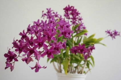 Care Dendrobium orchidea termesztés, a kiültetés és öntözés