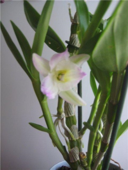 Care Dendrobium orchidea termesztés, a kiültetés és öntözés