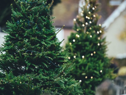Kiválasztása egy karácsonyfa fa, fenyő vagy mesterséges csere