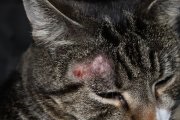 Típusai megfosztva a macskák és kiscicák, különösen a kezelés, a macska cica