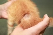 Típusai megfosztva a macskák és kiscicák, különösen a kezelés, a macska cica