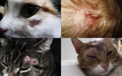 Típusai megfosztva a macskák tünetek és a kezelés