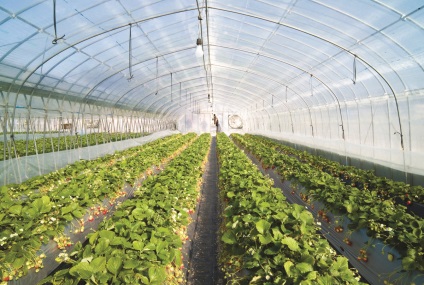 Epret termeszteni üvegházakban önbeporzóak fajták, video, polikarbonát üvegház