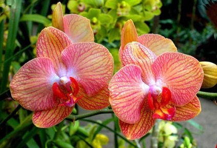 Növekvő orchideák magokból otthon szakértői vélemények