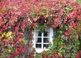 Termesztés Parthenocissus (leánykori szőlő)