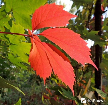 Termesztés Parthenocissus (leánykori szőlő)