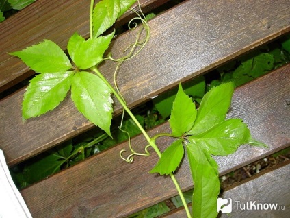 Termesztés Parthenocissus (leánykori szőlő)