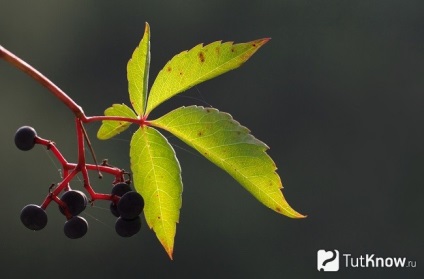 Termesztés Parthenocissus (leánykori szőlő)