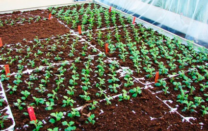 A növekvő krizantém egy üvegházban üzleti, kertész