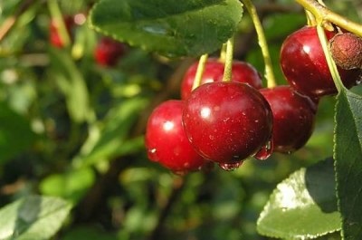 Cseresznye fajták a középső sáv Magyarország, ültetés és gondozás