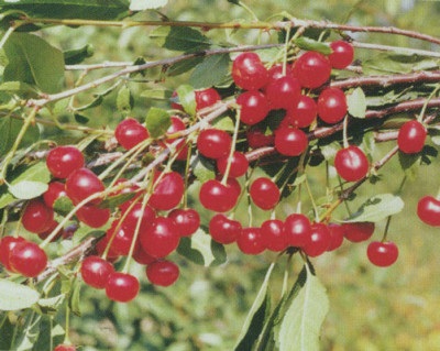 Cseresznye fajták a középső sáv Magyarország, ültetés és gondozás