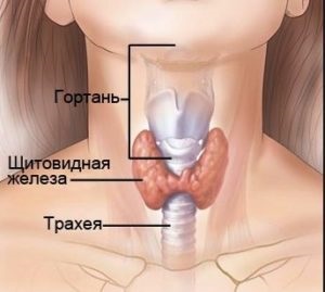 Vita-ra jön a támogatás, az endokrin rendszer, a helyszínen (ellenőrizze az endokrin rendszer) Vita-ra jön a támogatás, az endokrin rendszer, a helyszínen