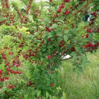 Felt cseresznye - ellátás, termesztés és metszési