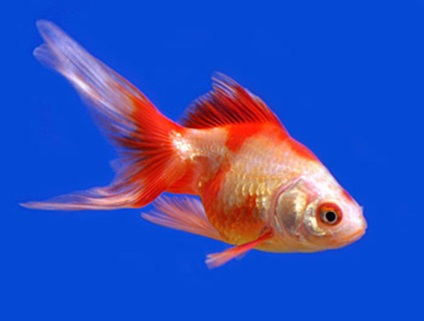 Veiltail akváriumi halak - tartási, takarmányozási, fotó, videó