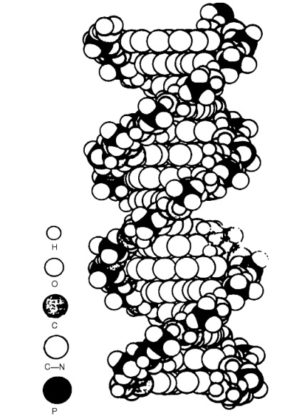 Vegyszerek és a DNS-szerkezetet