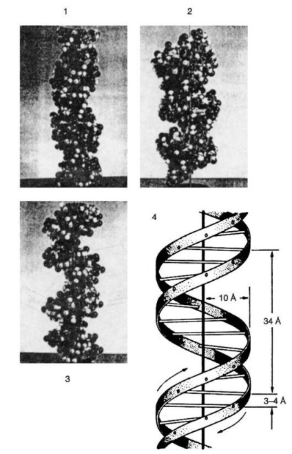 Vegyszerek és a DNS-szerkezetet