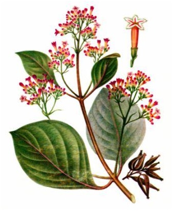 Cinchona fa (por A malária elleni tabletta) cinchona fák
