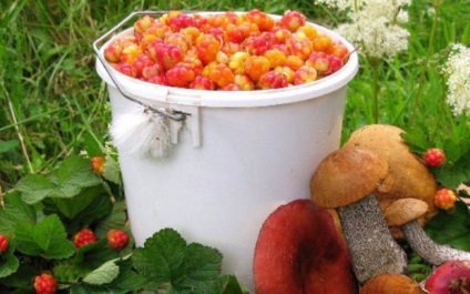 Berry cloudberry hasznos tulajdonságokat és ellenjavallatok
