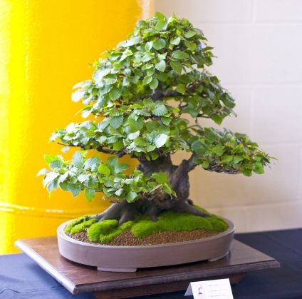 Japán bonsai fa cseresznye, cédrus és fenyőmaggal, bonsai fotó, termesztése fehér,