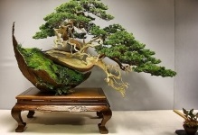 Japán bonsai fa cseresznye, cédrus és fenyőmaggal, bonsai fotó, termesztése fehér,