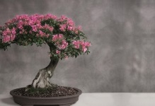 Japán bonsai fa cseresznye, cédrus és fenyőmaggal, bonsai fotó, termesztése fehér,