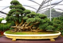 Japán bonsai fa cseresznye, cédrus és fenyőmaggal, bonsai fotó, termesztése fehér,