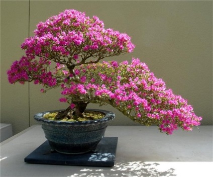 Japán bonsai fa cseresznye, cédrus és fenyőmaggal, bonsai fotó, termesztése fehér,