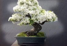 Japán bonsai fa cseresznye, cédrus és fenyőmaggal, bonsai fotó, termesztése fehér,