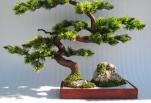 Japán bonsai fa cseresznye, cédrus és fenyőmaggal, bonsai fotó, termesztése fehér,