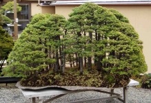 Japán bonsai fa cseresznye, cédrus és fenyőmaggal, bonsai fotó, termesztése fehér,