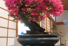 Japán bonsai fa cseresznye, cédrus és fenyőmaggal, bonsai fotó, termesztése fehér,