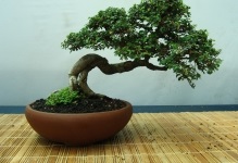 Japán bonsai fa cseresznye, cédrus és fenyőmaggal, bonsai fotó, termesztése fehér,