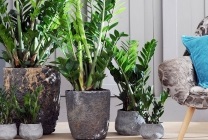 Zamioculcas (dollár fa) leírását, fajok, képek, otthoni ápolás, takarmány,