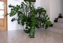 Zamioculcas (dollár fa) leírását, fajok, képek, otthoni ápolás, takarmány,