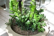 Zamioculcas (dollár fa) leírását, fajok, képek, otthoni ápolás, takarmány,