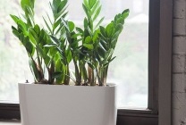 Zamioculcas (dollár fa) leírását, fajok, képek, otthoni ápolás, takarmány,