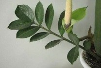 Zamioculcas (dollár fa) leírását, fajok, képek, otthoni ápolás, takarmány,