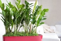 Zamioculcas (dollár fa) leírását, fajok, képek, otthoni ápolás, takarmány,