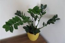 Zamioculcas (dollár fa) leírását, fajok, képek, otthoni ápolás, takarmány,