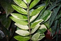 Zamioculcas (dollár fa) leírását, fajok, képek, otthoni ápolás, takarmány,