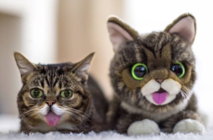 Híres macskák milliomosok (cat) Híres macskák milliomosok