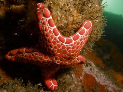 10 elképesztő tényeket tengeri csillag - a csodálatos világ az állatok