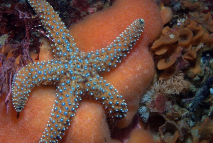 10 elképesztő tényeket tengeri csillag - a csodálatos világ az állatok