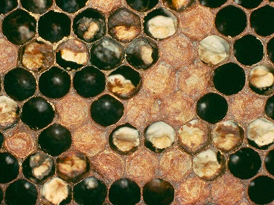 Askosferoz méh kezelés és jeleket