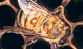 Askosferoz méh kezelés és jeleket